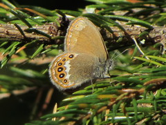 Coenonympha hero