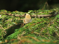 Coenonympha hero