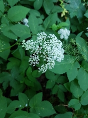 Aegopodium podagraria