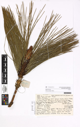 Pringle's pine