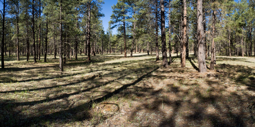 Pringle's pine