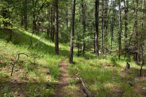 Pringle's pine