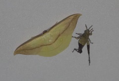 Tridrepana argentistriga