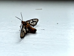 Amata huebneri
