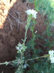 Berteroa incana