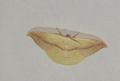 Tridrepana argentistriga