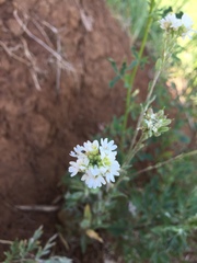 Berteroa incana