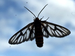 Amata huebneri