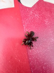 Amblyocarenum walckenaeri