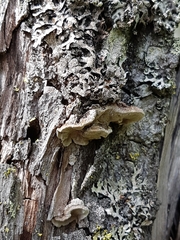 Phellinopsis conchata