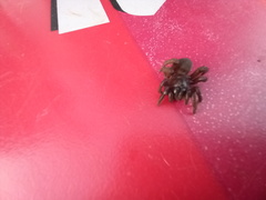 Amblyocarenum walckenaeri