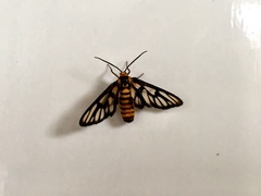 Amata huebneri