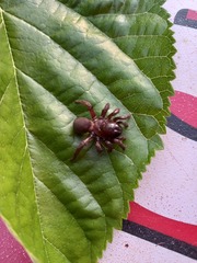 Amblyocarenum walckenaeri