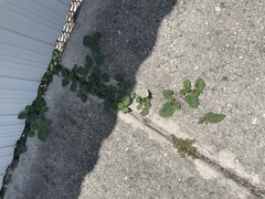 Boerhavia diffusa