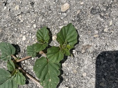 Boerhavia diffusa
