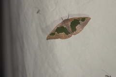 Celenna festivaria