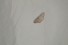 Idaea craspedota