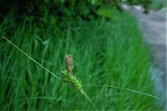 Carex extensa