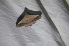 Chilkasa falcata