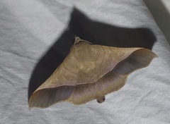 Chilkasa falcata