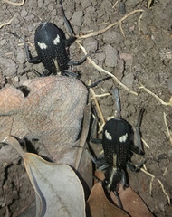 Cypholoba graphipteroides