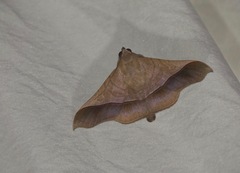 Chilkasa falcata