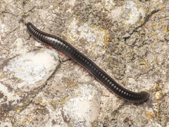 Pachyiulus oenologus