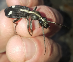 Cypholoba graphipteroides