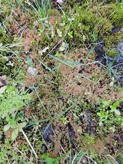 Ptychostomum weigelii