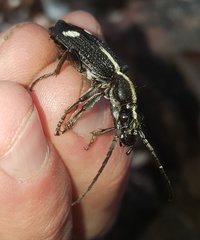 Cypholoba graphipteroides