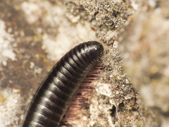 Pachyiulus oenologus