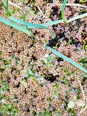 Ptychostomum weigelii