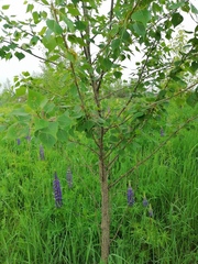 Populus × sibirica