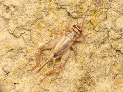 Eumodicogryllus bordigalensis