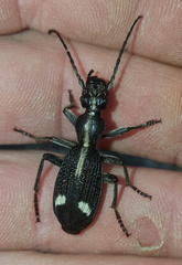 Cypholoba graphipteroides