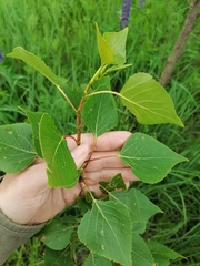 Populus × sibirica