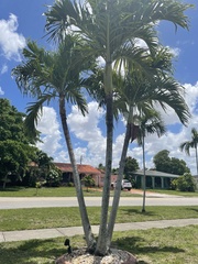 Arecaceae