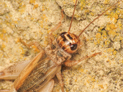 Eumodicogryllus bordigalensis