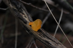 Heterotextus miltinus