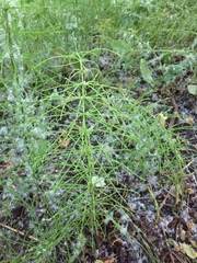Equisetum pratense