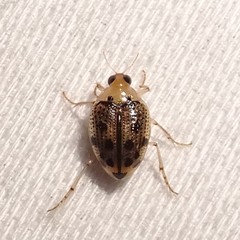 Peltodytes litoralis