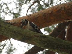 Dendrocopos major