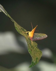 Fascellina meligerys