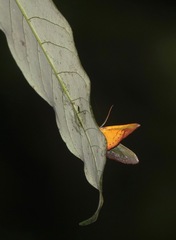 Fascellina meligerys