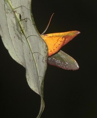 Fascellina meligerys