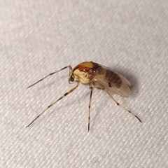 Coelotanypus tricolor