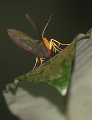 Fascellina meligerys