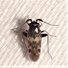 Spanagonicus albofasciatus