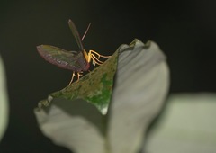 Fascellina meligerys