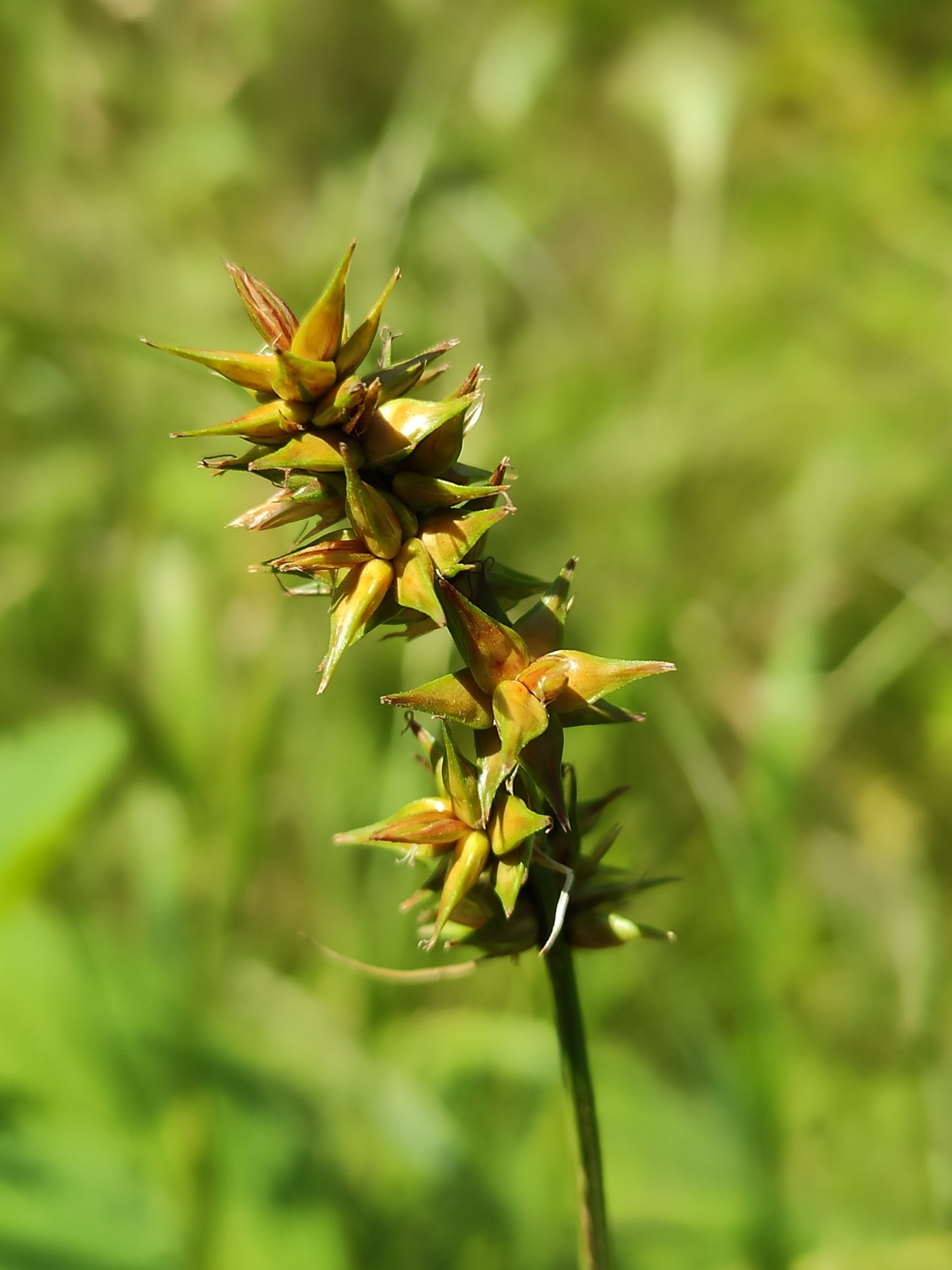 Carex spicata